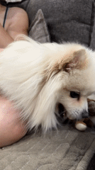Pomeranian's afternoon: toy play indoors, leash walk outside