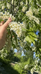 Person touches flowering bird cherry tree in Novosibirsk