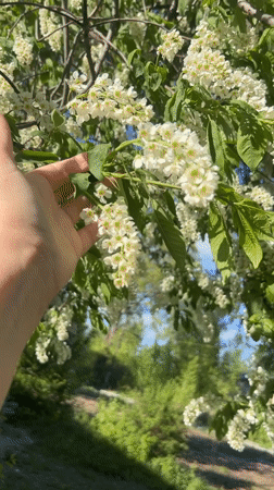 Person touches flowering bird cherry tree in Novosibirsk