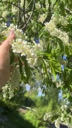 Person touches flowering bird cherry tree in Novosibirsk