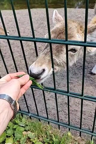 A person is feeding a leaf to a deer through a green metal fence. The deer is light brown and white with visible ears. The person is wearing a watch. The ground is dirt. The person is holding the leaf out towards the deer's mouth. The deer is licking the leaf. The fence is in focus and partially obscures the deer's body. There is greenery at the base of the fence. A body of water is visible in the background.