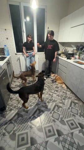 The video shows a kitchen scene with a couple and three dogs. A woman with dark hair wearing a black crop top and jeans stands near a window. A man in a black t-shirt and jeans is in the middle of the room. There is a brown dog, a black dog, and a Corgi in the room. The man throws a treat into the air and the brown and black dog jump to catch it. The Corgi lies on the floor. The kitchen has a gray and white patterned tile floor. Cabinets are gray. There is a counter with various items on it near the sink. A stove with a stainless steel finish is also visible. The overall lighting is bright.