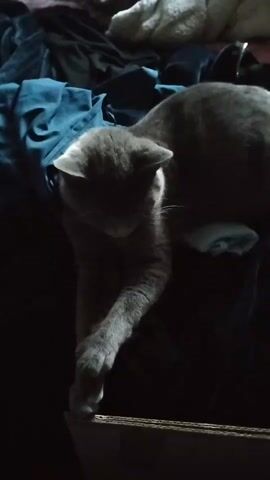 The video shows a gray cat lying on a pile of clothes. The cat is partially obscured by shadows. The cat's left paw is extended, resting on the edge of a cardboard box. The background consists of dark fabrics, likely clothes, in various shades of blue and gray. The lighting is dim, creating a moody atmosphere.