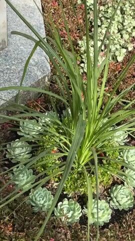 The video shows a close-up, panning shot of a ground cover planting. The planting features a variety of plants, including tall, grass-like plants with long, thin leaves and low-growing succulents with fleshy, layered leaves. There are also plants with small, heart-shaped leaves that are light green with pinkish-purple accents. The ground cover is set against a backdrop of rough, gray stone and dark, mulched soil. The lighting is natural, suggesting it was filmed outdoors during the day. There are no people or animals visible in the video.