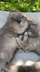 Two gray cats nap and groom together in Sofiivka