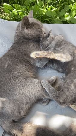 Two gray cats nap and groom together in Sofiivka