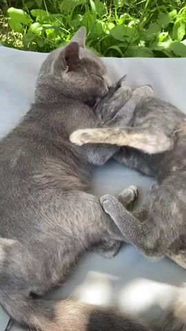 Two gray cats, one larger and one smaller, are lying down on a light gray surface outdoors. The larger cat is grooming the smaller cat by licking its head and face. The smaller cat is nestled against the larger cat, with its paws resting on the larger cat's body. Green foliage is visible in the background. The lighting suggests it is daytime.
