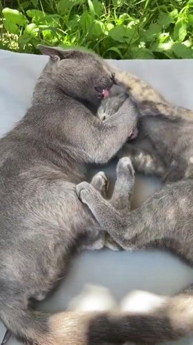 Two gray cats nap and groom together in Sofiivka
