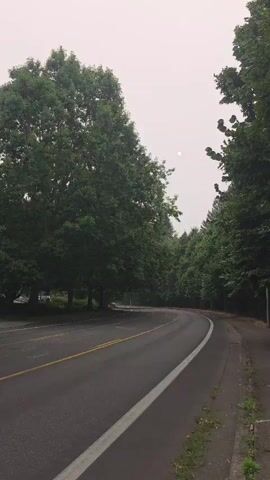 The video begins with a shot of a road winding through a tree-lined area. The sky is overcast, and the sun is visible as a faint, bright disc. As the video progresses, the camera zooms in on the sun, which appears as a distinct, glowing orange circle against the hazy sky. Trees are visible in the foreground and background, obscuring parts of the sky. The overall impression is of a quiet, slightly atmospheric scene, possibly taken during a time of poor air quality due to smoke. There are no people or discernible actions in the video.