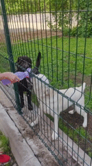 Morning interactions with fenced dogs in Mytishchi, Russia
