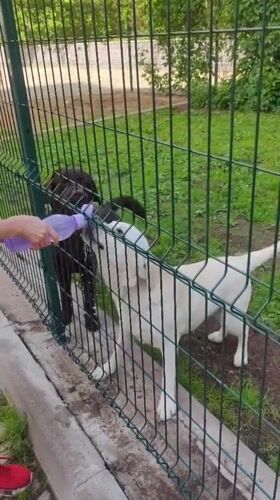 Morning interactions with fenced dogs in Mytishchi, Russia