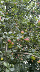Late summer day out in Rusanovo: apples, streets, and selfies
