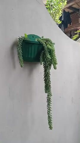 The video shows a close-up shot of a hanging plant with long, trailing stems. The plant is in a green plastic pot, which is mounted on a white wall. The plant has small, fleshy leaves that are arranged in a cascading manner. The wall appears to be textured and painted a light color. The lighting is natural, suggesting daylight. The camera moves slightly, showing different angles of the plant and the wall. There are no people or other objects visible in the frame besides the plant and the wall.