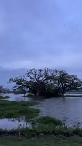 The video shows a flooded landscape, possibly a lake or wetlands, with several large trees standing in the water. The sky is overcast and a flock of birds flies above the trees. Green vegetation is visible in the foreground along the water's edge.