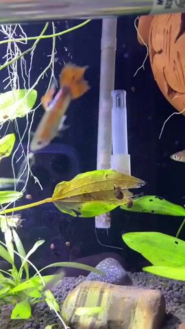 The video shows an underwater scene in an aquarium. The main subjects are several small aquarium snails clinging to the leaves of aquatic plants. There are also a few small fish swimming in the tank. The setting appears to be a home aquarium, with gravel substrate, rocks, and artificial plants. There is a white plastic tube or filter component visible in the background, along with some root structures of a plant. The lighting suggests an artificial light source, typical of an aquarium setup. The overall mood is calm and observational, focusing on the small details of aquatic life. There is no discernible time of day or weather information. No visible text is present in the video.