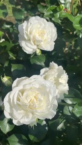 This is a close-up video of a rose bush in bloom. The main subjects are several white roses, some fully open and others in various stages of bud. The roses are rich in detail, showcasing layered petals and delicate centers. Surrounding the blooms are abundant green leaves, some glossy and reflecting the sunlight, while others are in shadow. Numerous rose buds, green and tightly closed, are also visible on the stems, some with hints of white at their tips, suggesting they are preparing to open. A few thorny stems are interspersed among the foliage.

The scene is set outdoors, likely in a garden or park, given the natural growth of the bush. The lighting suggests it is daytime, with the sun casting strong highlights and shadows on the leaves and flowers, indicating a bright, possibly sunny, day. The overall impression is one of natural beauty and the vibrant life of a blooming garden. There is no visible text in the media file. The context provided states the location as Aropakkuzi, Russia. The video focuses solely on the natural elements of the rose bush, evoking a sense of peace and the beauty of nature.