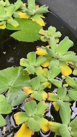 A close-up, overhead shot of a dark water feature filled with aquatic plants. The water is still and dark, with a few tiny white objects floating on the surface, possibly debris or small seeds, and a single white feather. Large, round green lily pads are visible, some with brown spots. Interspersed among the lily pads are clusters of bright green water lettuce, with some leaves showing yellowing edges. The plants are densely packed, creating a natural, somewhat wild aesthetic. The overall impression is of a natural, tranquil pond or water garden environment.