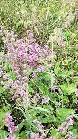 The video pans across a field of wildflowers. The flowers are predominantly purple and are growing amongst tall green grass. The scene appears to be outdoors in daylight, with the overall lighting suggesting a slightly overcast day. The camera movement is smooth and steady, giving a clear view of the natural landscape. No people or animals are visible.