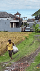 Woman carries bag along rice field path in Sukawati