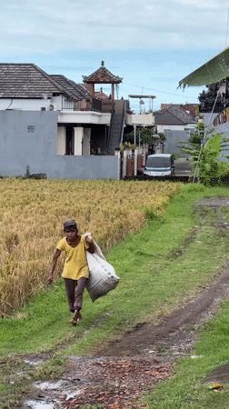 Woman carries bag along rice field path in Sukawati