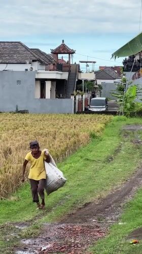 Woman carries bag along rice field path in Sukawati
