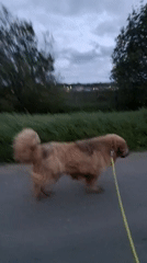 Dog walk recorded on village paths in Timmolovo, Russia