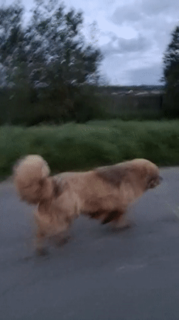 Dog walk recorded on village paths in Timmolovo, Russia