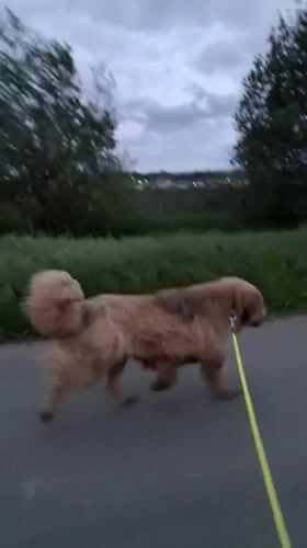 Dog walk recorded on village paths in Timmolovo, Russia