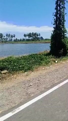 A video pans across a rural landscape under a bright blue sky with scattered clouds. The foreground shows a paved road with a white line on the left side, bordered by a gravel shoulder. To the left of the road, there is a body of water, possibly a pond or lake, with lush green vegetation growing along its banks. Beyond the water, there are fields of green crops, likely rice paddies, stretching towards the horizon. A line of palm trees and other tropical vegetation is visible in the distance. Overhead, power lines are strung across the sky. The camera appears to be moving, giving the impression of a ride through the countryside.