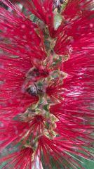Garden life and crafts captured in La Paz afternoon