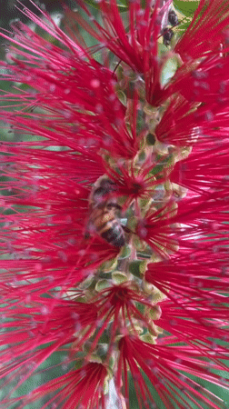 Garden life and crafts captured in La Paz afternoon