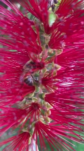 Garden life and crafts captured in La Paz afternoon