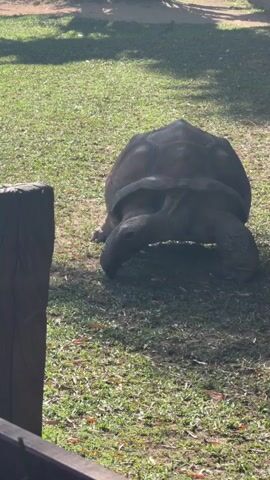 A large tortoise is walking on a grassy area. There is a wooden fence in the foreground. The tortoise is dark brown and has a large shell. It is moving from left to right across the frame. The grass is green and there are some shadows on the ground. The tortoise occasionally lifts its head to look around.