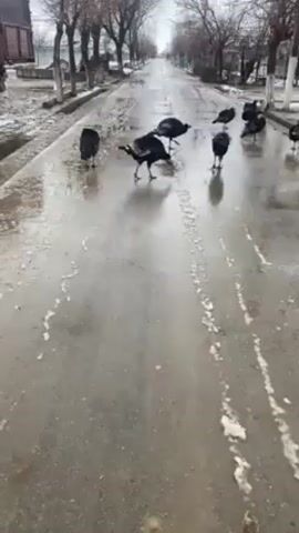 The scene is a wet, paved road in what appears to be a residential area, with trees lining both sides of the street. Patches of snow and slush are visible on the road surface. A flock of turkeys is present on the road, scattered across the center, pecking at the ground as if searching for food. The day appears to be overcast and the trees are bare, suggesting it is winter or early spring. There is no visible human interaction with the turkeys in the frame. The focus remains on the turkeys as they navigate the wet road.