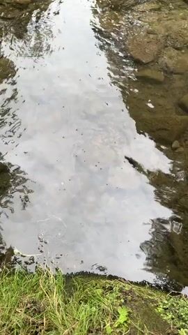 A swarm of water striders are visible on the surface of a shallow body of water. The water is clear enough to see the rocky bottom, and some green vegetation is present along the edge of the water. The water striders are small, dark insects with long, slender legs that allow them to walk on the water's surface. They are scattered across the water, some moving individually, while others appear to be in small groups. The scene is outdoors, and the lighting suggests it is daytime.