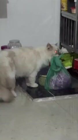 A fluffy white and beige cat with red glowing eyes is sniffing a green plastic bag on a tiled floor. The cat is standing near a metallic shelving unit. The background is blurry, showing some containers and white walls. The video is dark and appears to be filmed in low light conditions.
