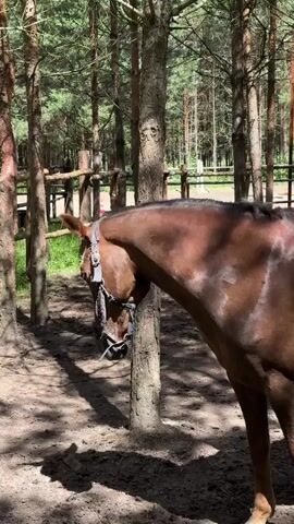 A brown horse stands in a wooded area. The horse is facing to the left and is partially obscured by a tree. The horse has a bridle on. The background shows more trees and a wooden fence. The ground is covered in dirt and pine needles. The lighting suggests it is daytime.