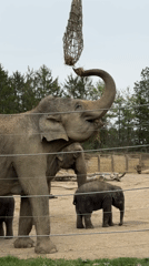 Zoo visitors document wildlife exhibits during evening visit Ohio