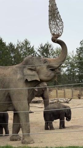 The video shows three elephants behind a wire fence, likely at a zoo or conservation area. An adult elephant is eating from a hanging net filled with hay, reaching up with its trunk to pull out the food. Another adult elephant and a baby elephant stand beside it. The ground is sandy, and there are trees in the background. The sky is overcast.