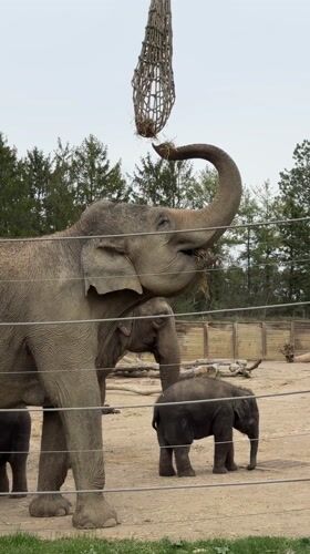 Zoo visitors document wildlife exhibits during evening visit Ohio