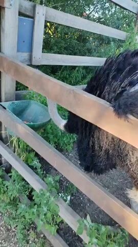 The video shows an ostrich in an outdoor enclosure. The ostrich has black and brown feathers and a long neck. It is walking and looking around. In the background, there is a wooden fence and trees. There is also a small wooden structure and a wheelbarrow with some vegetables in it. The sky is blue and there is sunlight.