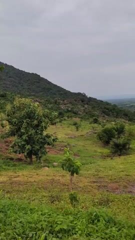The video shows a landscape with green hills and trees under a cloudy sky. The camera pans slightly, focusing on various trees in the foreground while the hills remain in the background. The landscape is mostly green, with some patches of dry grass and rocks scattered around. There are no people visible in the video.