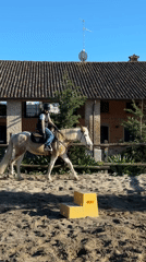 Person tends to horses in northern Italian stables