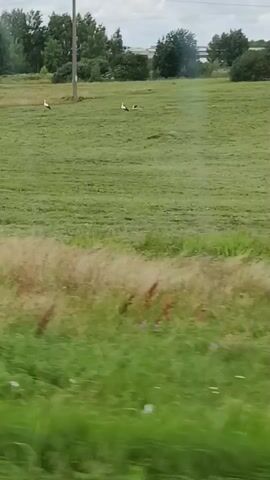 A video taken from a moving vehicle shows a rural landscape with several white storks in a mowed field. A tractor with a mower attachment is visible in the background, also in the field. The sky is cloudy.