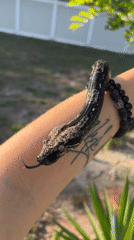 Cape Coral residents document snake handling, cat feeding incidents