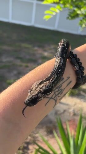 Cape Coral residents document snake handling, cat feeding incidents