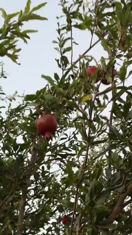 A close-up, low-angle shot shows a pomegranate tree from below, with the camera looking upwards towards the sky. Several ripe red pomegranates are visible amidst the green leaves and branches. The lighting suggests it is daytime, possibly late afternoon or early morning, with the sky appearing bright but overcast. The tree appears to be outdoors, with a natural environment implied. There are no people visible in the video. The camera is stationary for the duration of the clip.