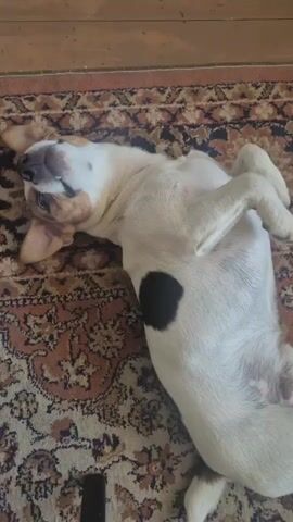 A white dog with brown markings on its head and a black spot on its side is lying on its back on a patterned rug. The dog appears to be asleep or very relaxed, with its eyes closed and legs in the air. The rug has a traditional, ornate pattern. The lighting suggests an indoor setting, possibly a living room.