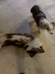 Late-night casual moments captured in Mexican home with dogs