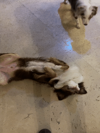 Late-night casual moments captured in Mexican home with dogs